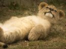 Zoo Plzeň novinky