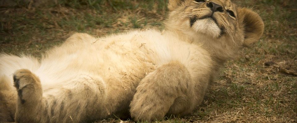 Zoo Plzeň novinky