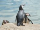 Zoo Plzeň dny japonské kultury