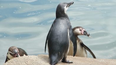 Zoo Plzeň dny japonské kultury