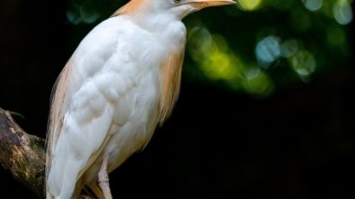 Zamiřte do plzeňské zoo kvůli kagu chocholatému