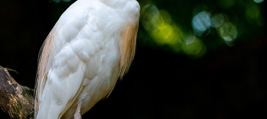 Zamiřte do plzeňské zoo kvůli kagu chocholatému