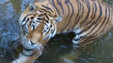 Plzeňská zoo hlásí mnoho novinek