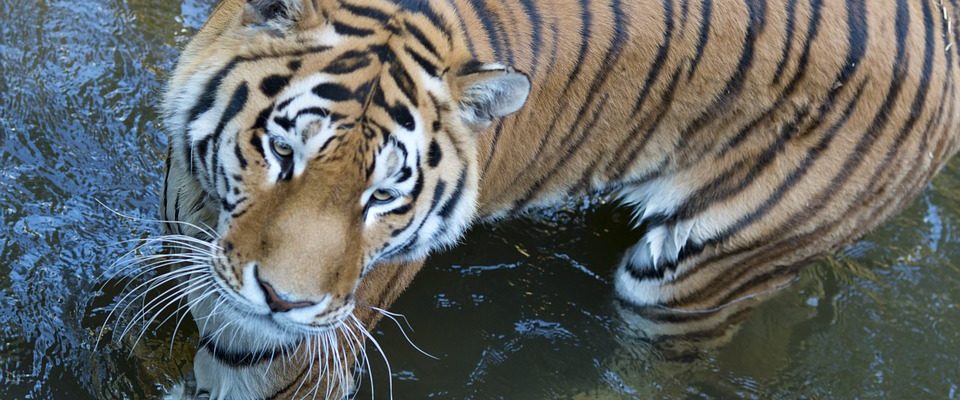 Plzeňská zoo hlásí mnoho novinek