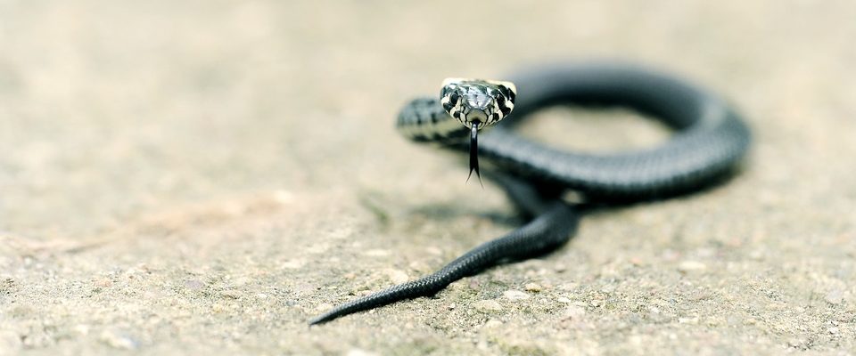 Malý křovinář poprvé odchován plzeňskou zoo