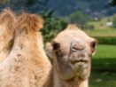 Plzeňská zoo konečně pokřtila velbloudici. Jmenuje se Aiko