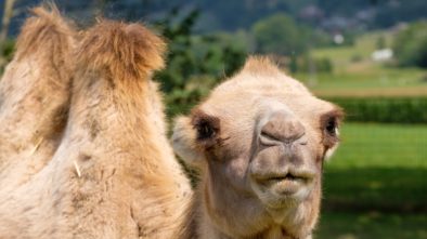 Plzeňská zoo konečně pokřtila velbloudici. Jmenuje se Aiko