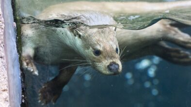 Zoo Plzeň je v provozu i se svými pavilony a vnitřními expozicemi