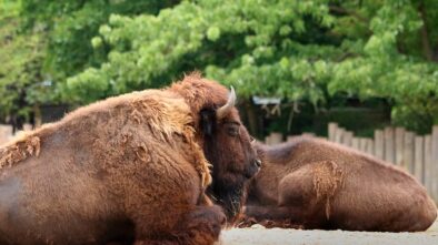 Plzeňská zoo hlásí další přírůstek