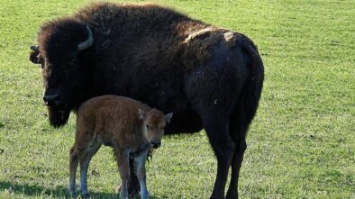 Mládě zubra v plzeňské zoo má konečně své jméno
