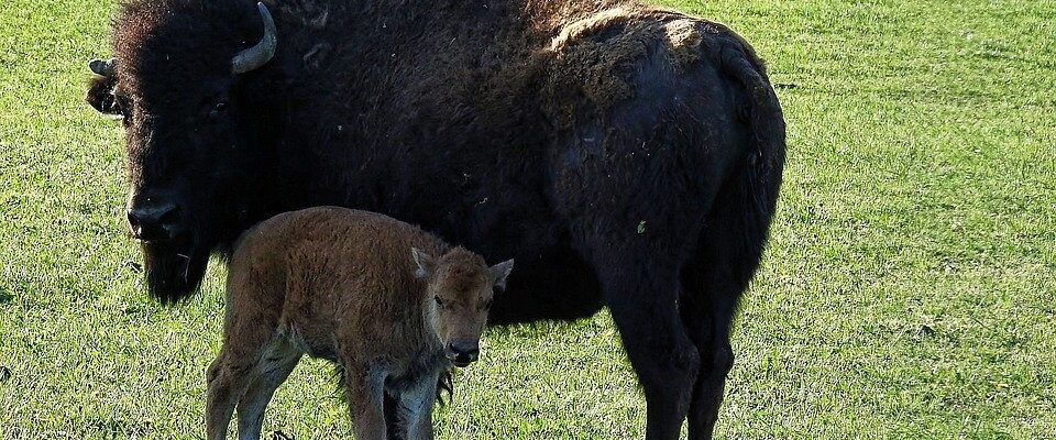 Mládě zubra v plzeňské zoo má konečně své jméno
