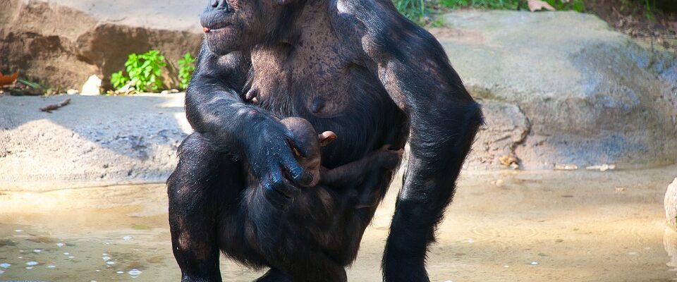V plzeňské zoo se slavilo