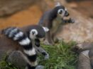 Plzeňská zoo kontroluje zvířata častěji