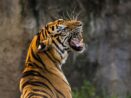 Zoo chtějí prodávat mladé tygry. O šelmy však není zájem