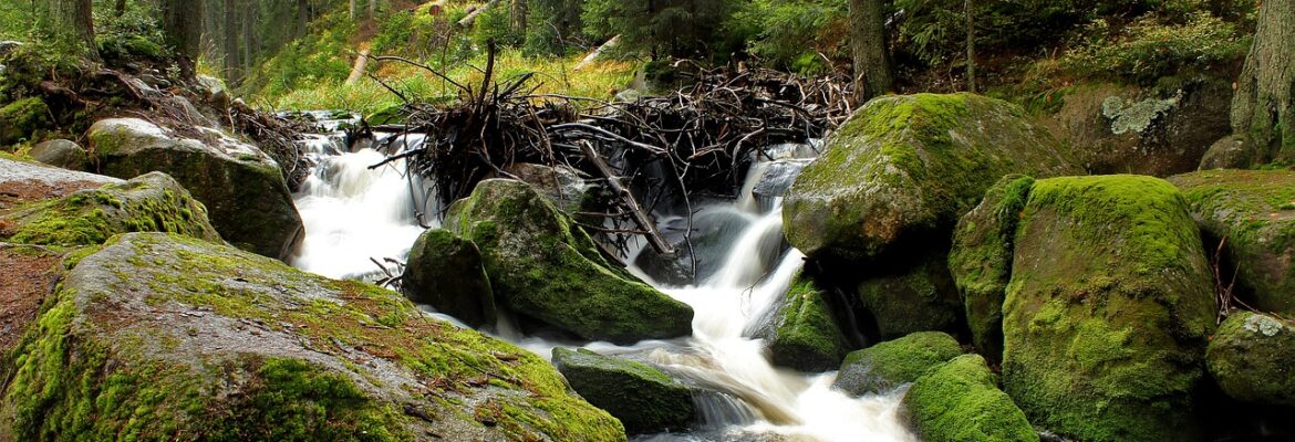 Národní park Šumava