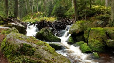 Národní park Šumava