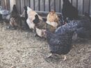 Zákaz klecových chovů dopadne na mnoho chovatelů