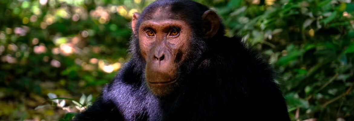 šimpanzi v Plzni dostali nový výběh
